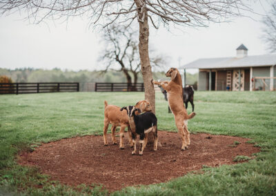 Gallery Image of baby goats playing