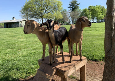 Gallery Image of baby goats on platform