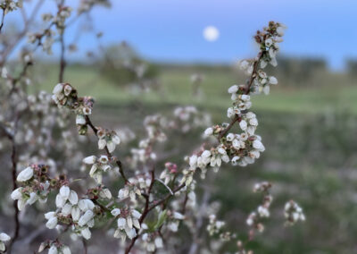 Gallery Image of blueberry patch and full moon