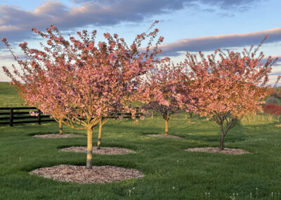 Gallery Image of cherry trees
