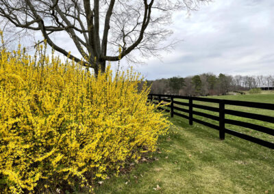 Gallery Image of forsythia fence
