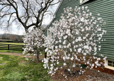 Gallery image of magnolias barn