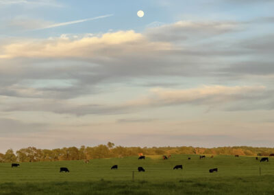 Gallery image of moon over cattle pasture
