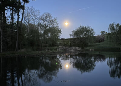 Gallery image of pond moonlight