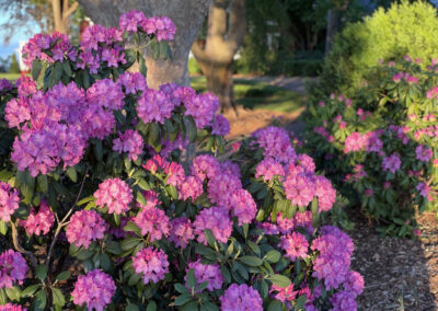 Gallery image of rhododendrons