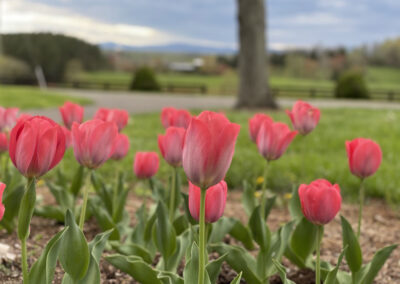 Gallery image of tulips and front lawn
